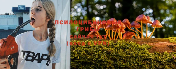 стаф Новокубанск